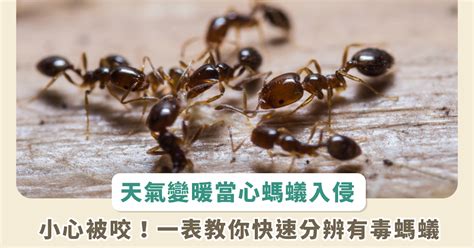 螞蟻成群|螞蟻入侵大攻略：為什麼家裡突然冒出成群螞蟻？ 